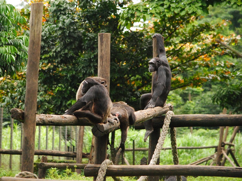 chimp now 3 800x600